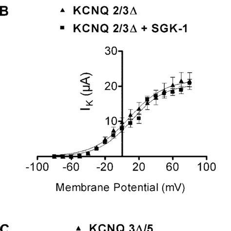 Pdf Regulation Of The Voltage Gated K Channels Kcnq And Kcnq