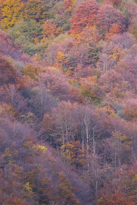 Fotos gratis paisaje árbol naturaleza bosque desierto montaña