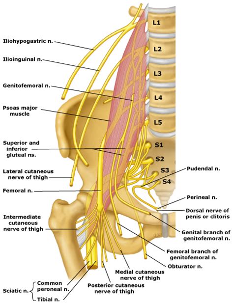 Lumbosacral Plexus Nerves Hot Sex Picture