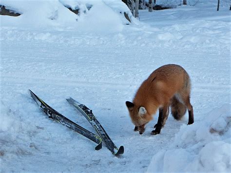 West Bragg Creek Skierbobca