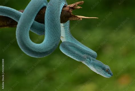 Trimeresurus Insularis Indonesian Pit Viper Lesser Sunda Islands Pit