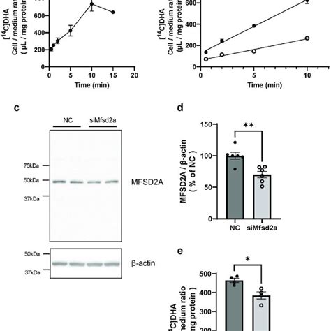 Brain Uptake Of 14 C Docosahexaenoic Acid Dha In 2 8 12 And