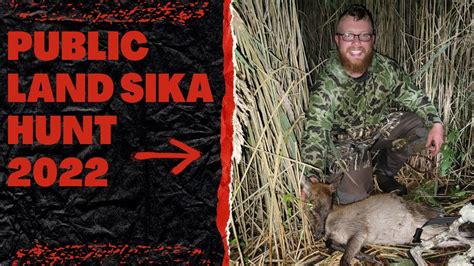 Public Land Sika Deer Hunt Success Opening Weekend For Maryland Deer