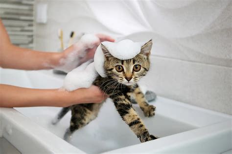 Cómo Acostumbrar a tu Gatito al Baño y Asegurarte de que lo Toleren