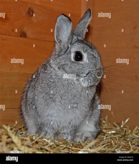 Netherland Dwarf Rabbit Characteristics Origin Uses Atelier Yuwa