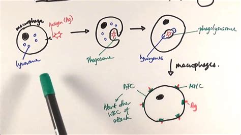 Simple Phagocytosis Diagram