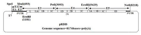 Strategy Used To Construct Fmdv Asia Jsp C Full Length Cdna Clone