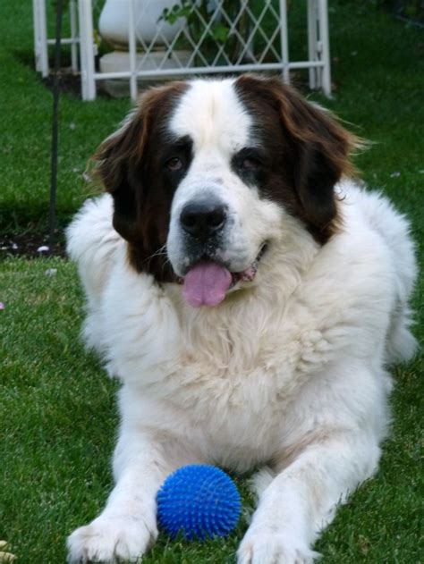 Landseer dog with a ball photo and wallpaper. Beautiful Landseer dog ...