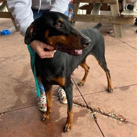 Dog For Adoption Colbie A Doberman Pinscher In Hilliard Oh Petfinder