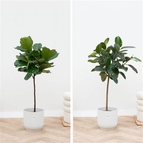 Kombi Angebot Ficus Lyrata Stamm Cm Ficus Elastica Robusta St