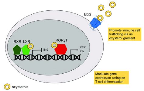 Molecular Targets Of Oxysterol Implicated In Autoimmunity Oxysterols