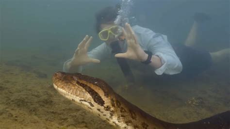 Bioloog Freek Vonk Ontdekt Nieuwe Anacondasoort In Amazone Regenwoud