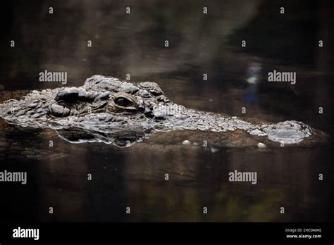 American Alligator Peering Over The Water Stock Photo Alamy