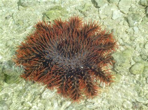 File:Crown of Thorns Starfish.jpg - Wikipedia, the free encyclopedia