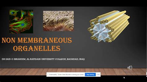 Non Membranous Organelles Youtube