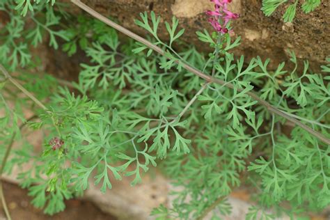 Fumaria Officinalis