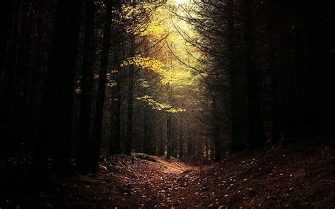 Naturaleza Paisaje Oscuro Bosque Luz Del D A Camino Rboles Hojas