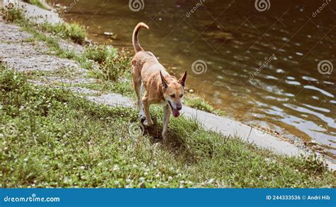 Reddish Dog On The Shore Near The Water The Dog Walks By The Water