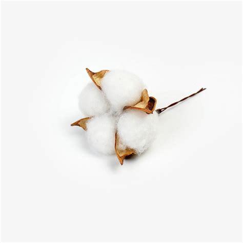 2 5 10 Pieces White Cotton Head 5cm Natural Kapok Head Dried Etsy