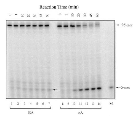 Autoradiogram Of Gel Electrophoresis Of 5 ¢ 32 P Labeled Oligonu