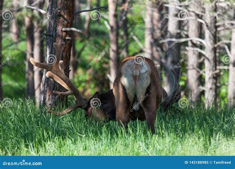 Male Elk Grazing In Spring Stock Image Image Of Brown 143188985