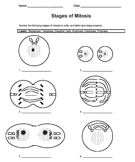 Mitosis Worksheet Diagram Identification Worksheets Decoomo Hot Sex