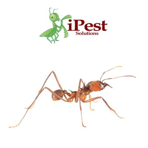 How Are Termites And Ants Different Telling The Difference San