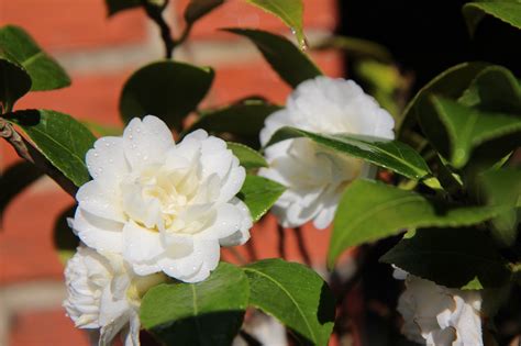 Camellia White Camelia Flower Of Free Photo On Pixabay