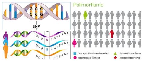 Polimorfismo Definición Genética Diferencias Con La Mutación Usos y