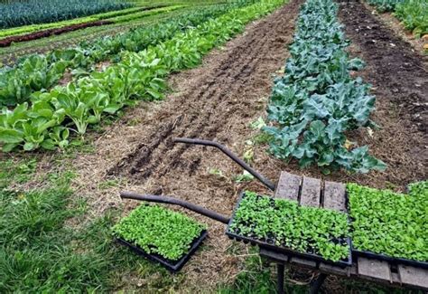 The 9 Best Organic Mulches For Vegetable Gardens Gardening Chores