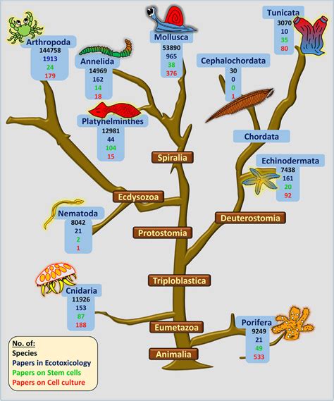 Invertebrates Phylum Chart