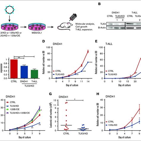 Tlx Knockdown Correlates With Reduced Expression Of Mir B And Slows