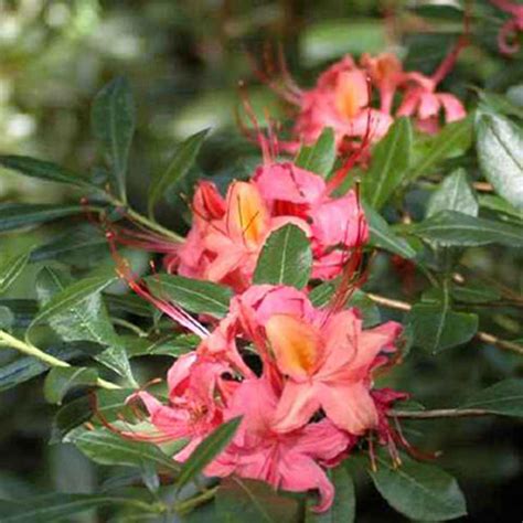 Rhododendron Westons Popsicle Horsford Gardens And Nursery