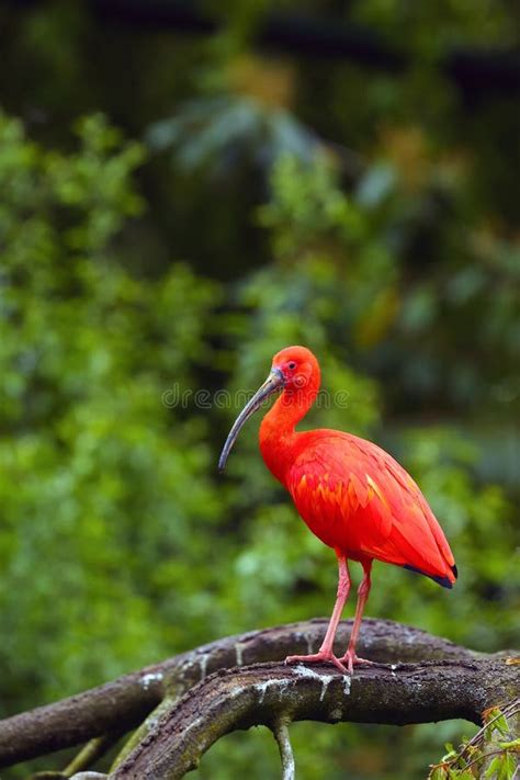 Scarlet Ibis Eudocimus Ruber Sitting On The Branch Red Ibis In Green