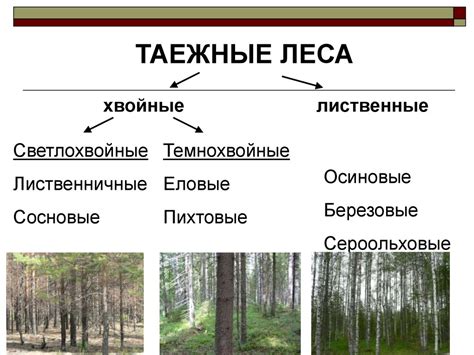 Основы синэкологии. Системы. Экосистемы - презентация онлайн