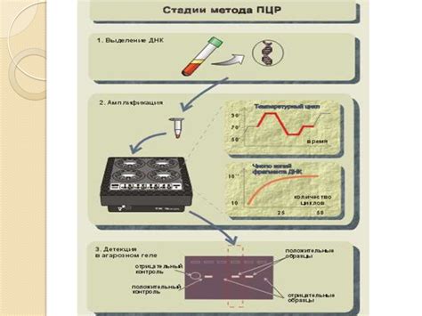 Что такое пцр в медицине: Что такое ПЦР-анализ? Ответы на вопросы о ПЦР ...
