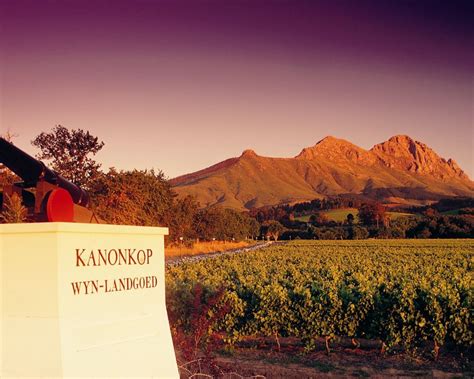 Ultimate Pinotage Wine Tour Wine In The Cape