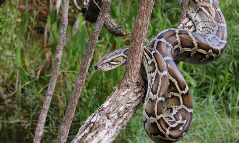 Rock Python Vs Burmese Python How Are They Different A Z Animals