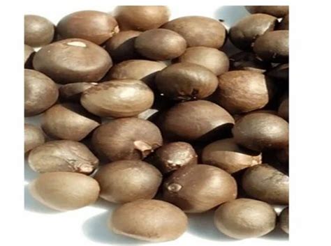 Camellia Sinensis Seeds At Rs 3950kg Creepers And Climbers In