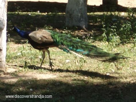 Photo Galleries - Park Strandja