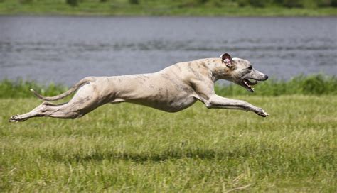 12 of the fastest dog breeds - Canadian Running Magazine