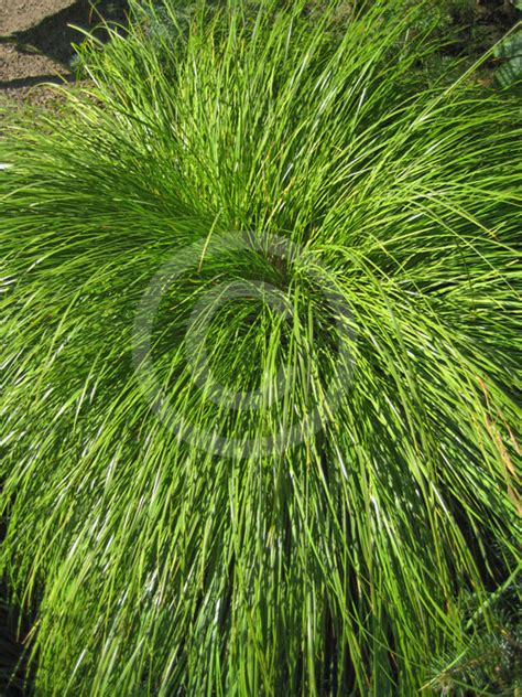 Carex Acuta Acute Sedge Slender Tufted Sedge Slim Sedge Information