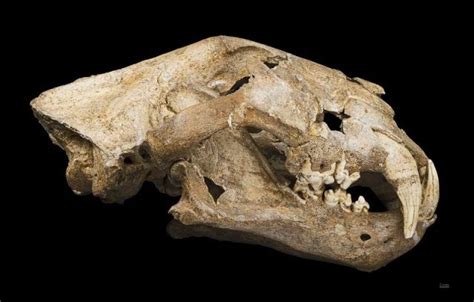 Extinct Predator Cave Lions Could Be Brought Back To Life The Vintage