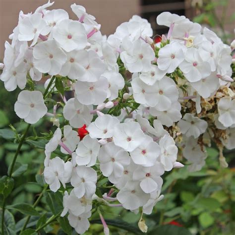 Phlox Paniculata Famous White Summer Flowering Arboretum Garden