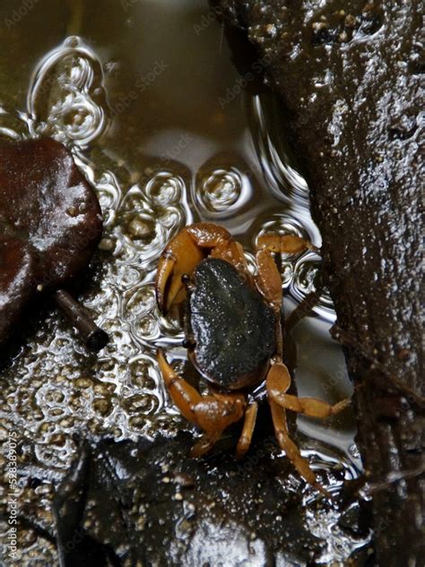 Top View Of A Japanese Freshwater Crab Geothelphusa Dehaani In A