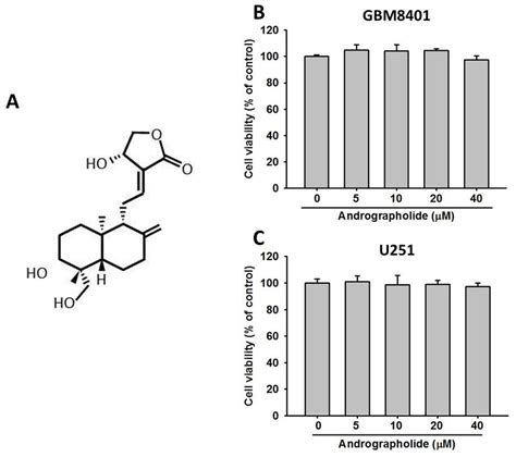 Effects Of Andrographolide On Cell Viability A Structure Of