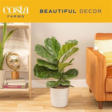 Costa Farms Fiddle Leaf Fig Plant Ficus Lyrata Fig Tree Live Indoor