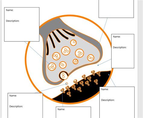 Synaptic Transmission Worksheet Teaching Resources