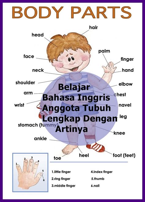 Gambar Anggota Tubuh Dalam Bahasa Inggris Dan Artinya Tempat Berbagi