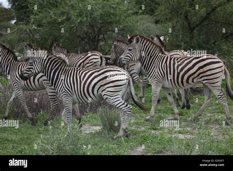 Zebra Botswana Africa Savannah Wild Animal Picture Stock Photo Alamy